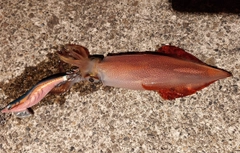 ケンサキイカの釣果