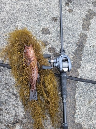 オオモンハタの釣果