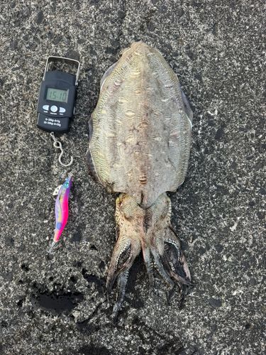 モンゴウイカの釣果