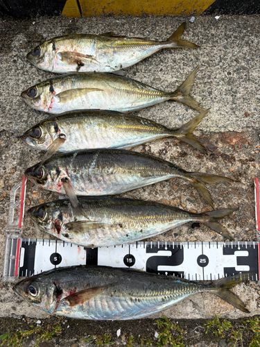 マアジの釣果