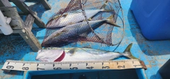 ブリの釣果