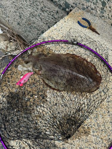 モンゴウイカの釣果