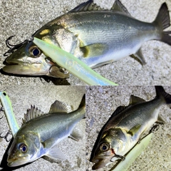 セイゴ（マルスズキ）の釣果