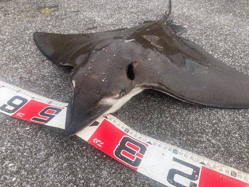 ナルトビエイの釣果