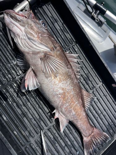アラの釣果