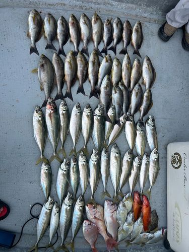 アジの釣果