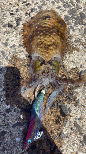 アオリイカの釣果