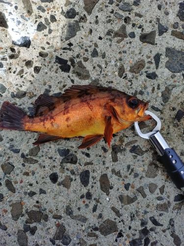 メバルの釣果
