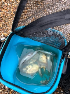 シロギスの釣果