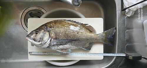 クロダイの釣果