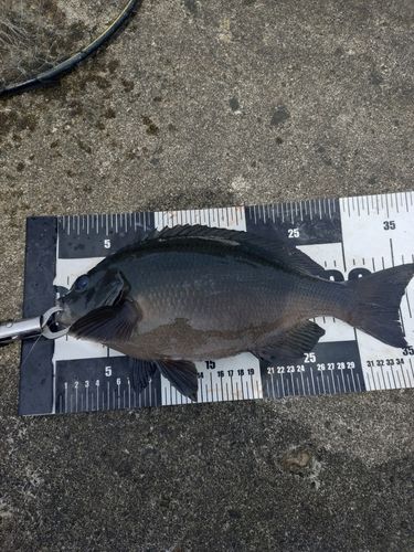 メジナの釣果