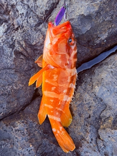 アカハタの釣果