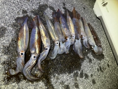 ムギイカの釣果