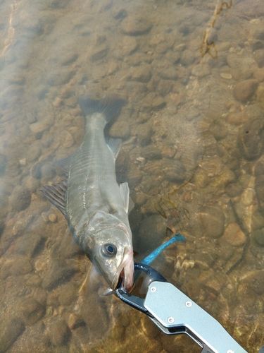 セイゴ（マルスズキ）の釣果