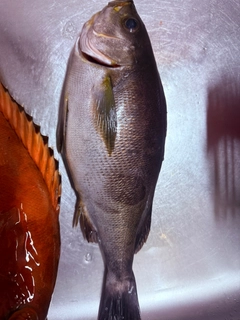 イサキの釣果