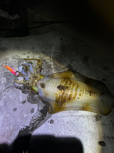 アオリイカの釣果