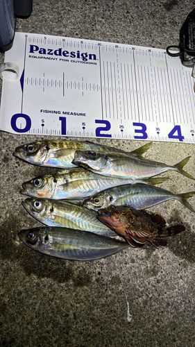アジの釣果