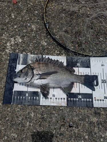 クロダイの釣果