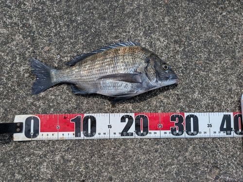 クロダイの釣果