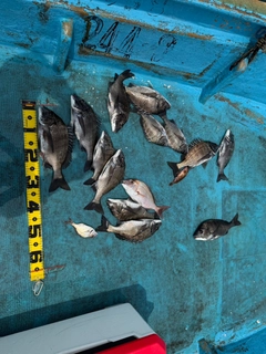 クロダイの釣果