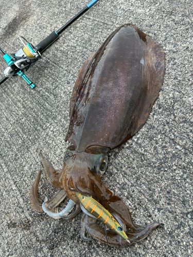 アオリイカの釣果