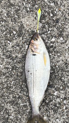 コノシロの釣果