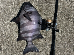 イシダイの釣果