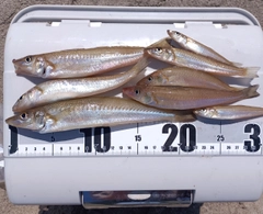 シロギスの釣果