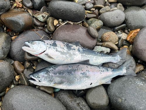 サクラマスの釣果