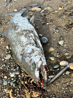 サクラマスの釣果