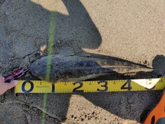 マゴチの釣果