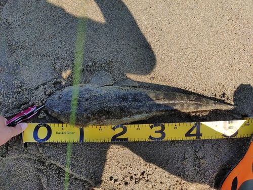 マゴチの釣果