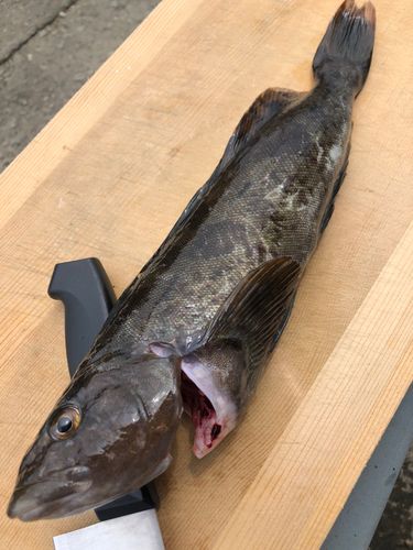 アイナメの釣果
