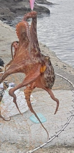マダコの釣果