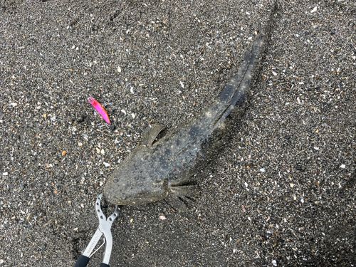 マゴチの釣果