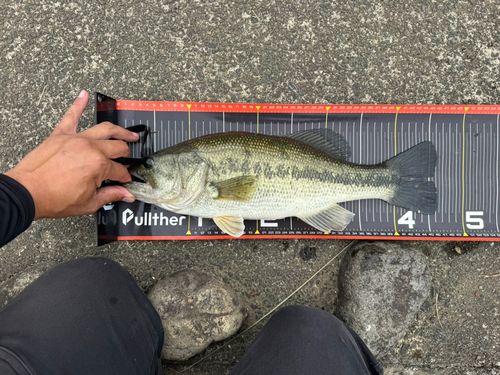 ラージマウスバスの釣果
