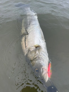 フッコ（マルスズキ）の釣果