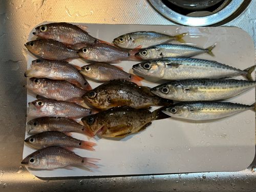 サバの釣果
