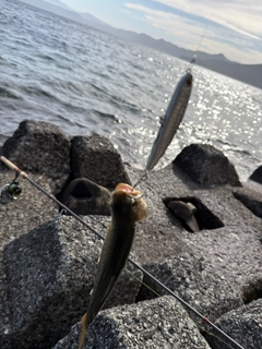 アメマスの釣果