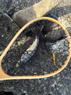 アメマスの釣果