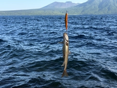 アメマスの釣果