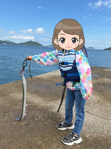 ダツの釣果