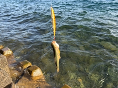 アメマスの釣果
