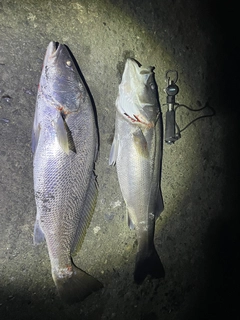 オオニベの釣果