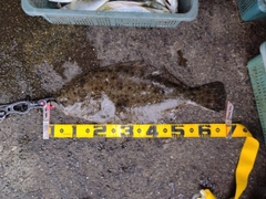 ヒラメの釣果