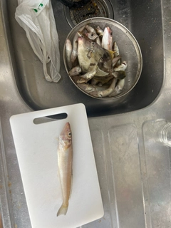 キスの釣果