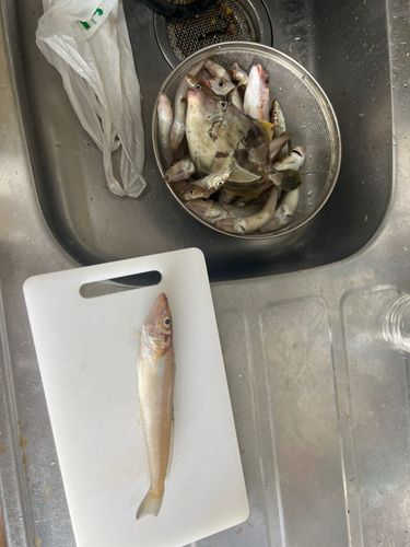 キスの釣果