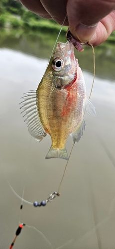 ブルーギルの釣果