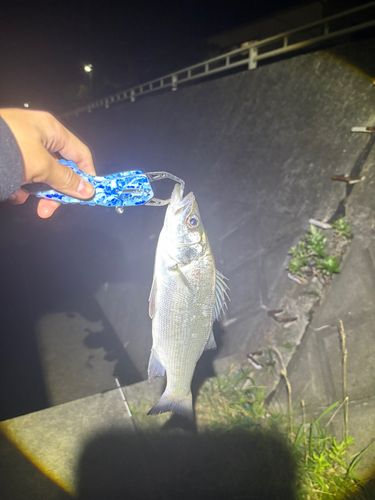 セイゴ（ヒラスズキ）の釣果