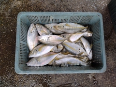 シマアジの釣果